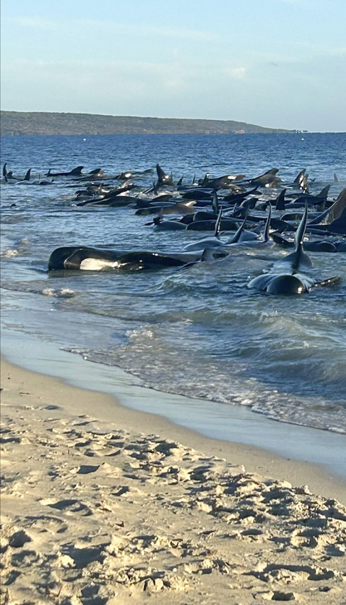 NEKI EUTANAZIRANI: Snimak smrti kitova - plač majke Zemlje